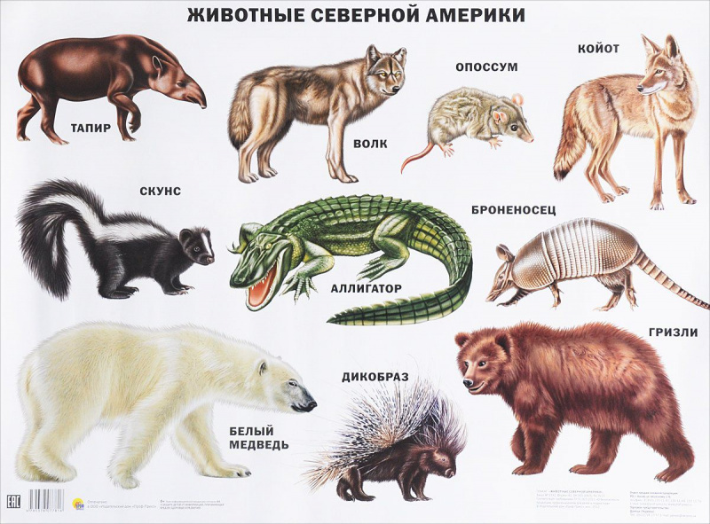 ПЛАКАТ. ЖИВОТНЫЕ СЕВЕРНОЙ АМЕРИКИ